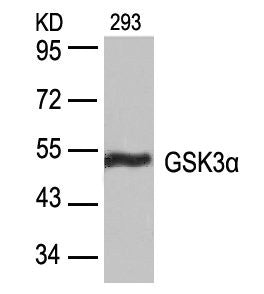 GSK3A (Ab-21) Antibody