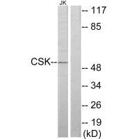 CSK Antibody