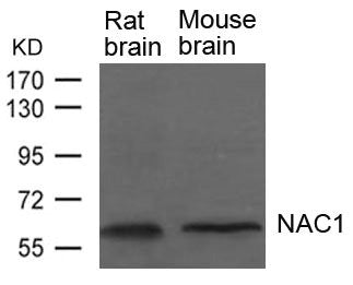 NACC1 Antibody