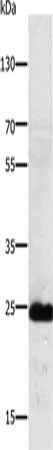 RALB Antibody