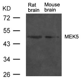 Map2k5 Antibody