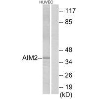 AIM2 Antibody