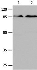 CTNNB1 Antibody