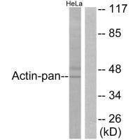 ACTB Antibody