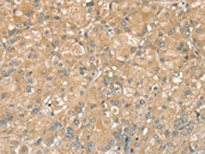PTPN7 Antibody