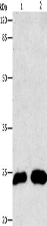 MT-CO2 Antibody