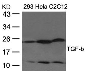TGFB1 Antibody