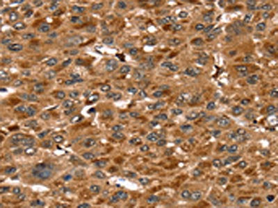SRGN Antibody