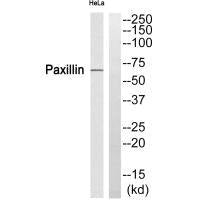 PXN (Ab-272) Antibody