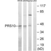 PSMC6 Antibody