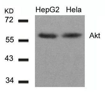 AKT1 (Ab-308) Antibody