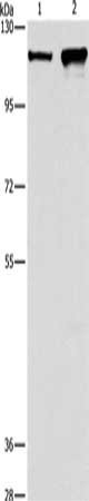 CAPRIN1 Antibody