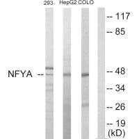 NFYA Antibody