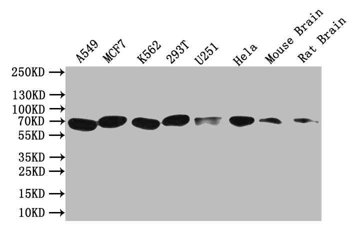 SMO Antibody