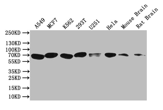 SMO Antibody