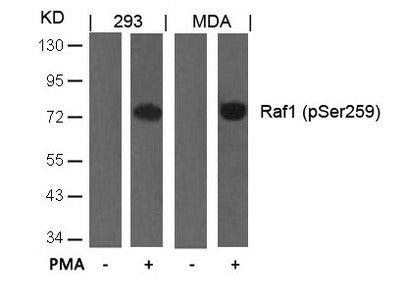 Phospho-RAF1 (Ser259) Antibody