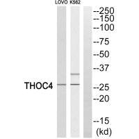 ALYREF Antibody