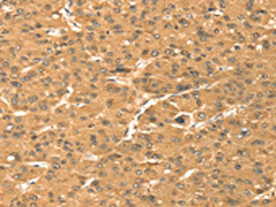 TMEM123 Antibody