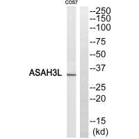 ACER2 Antibody