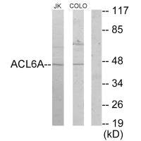 ACTL6A Antibody