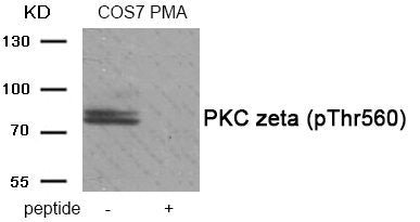 Phospho-PRKCZ (Thr560) Antibody