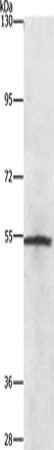 NEK2 Antibody