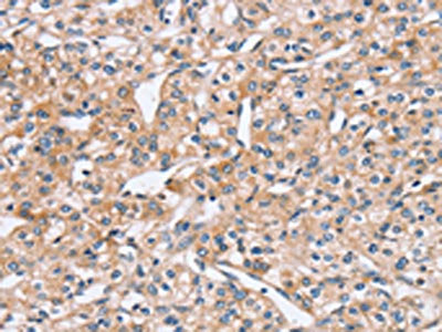 PEA15 Antibody