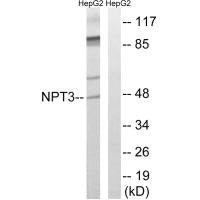 SLC17A2 Antibody
