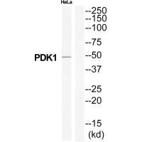 PDK1 Antibody