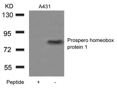 PROX1 Antibody