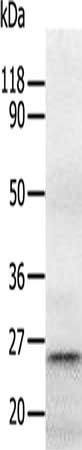 RAB5A Antibody