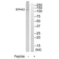 EPHA3 Antibody