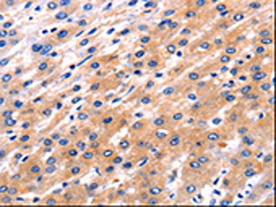 RAB39A Antibody