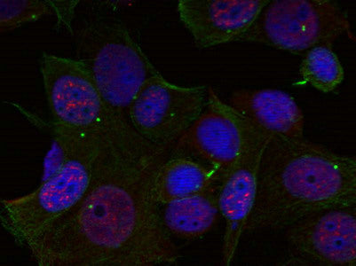 Phospho-REL (Ser503) Antibody