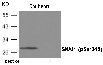 Phospho-SNAI1 (Ser246) Antibody
