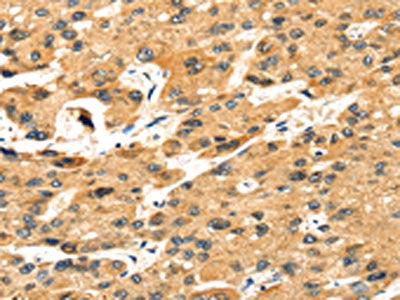 STX8 Antibody