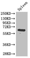 GK Antibody