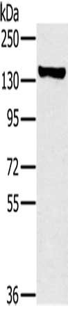 PPP1R12A Antibody