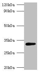 glsA1 Antibody