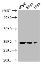 ldcA Antibody, Biotin conjugated