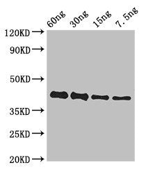 GP Antibody