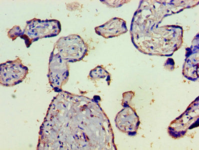 C4B Antibody
