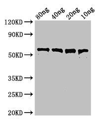 pfo Antibody