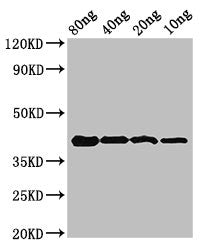 omcB Antibody