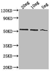 lasB Antibody