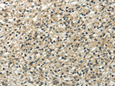 UBL4B Antibody
