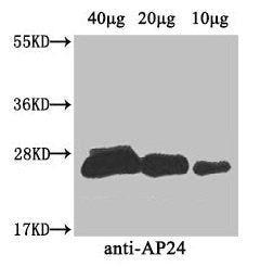 AP24 Antibody