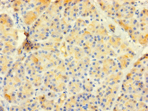 CTRB1 Antibody