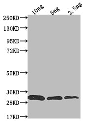 prfA Antibody