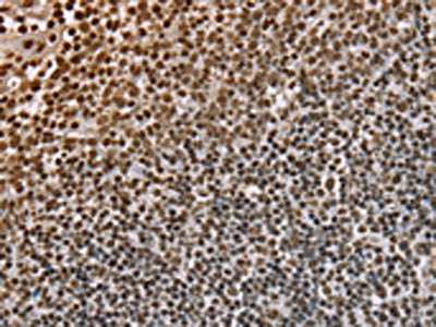 NUP50 Antibody